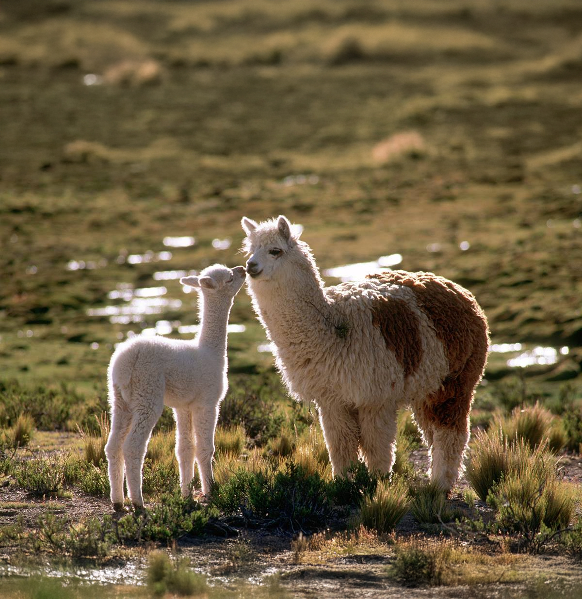 Lanna Baby Alpaca